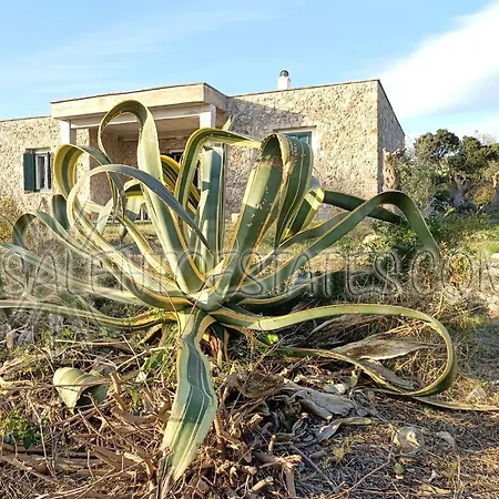 Agave *