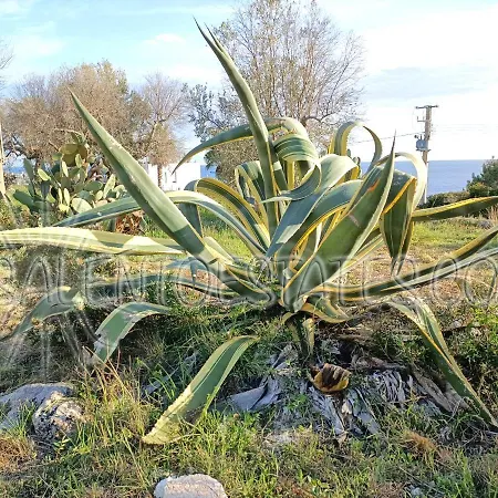 Agave Villa *